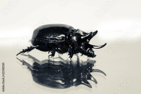 Obraz black beetle
