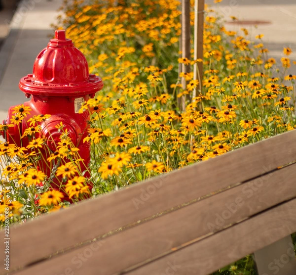 Obraz the park bench