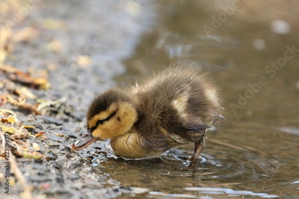 Obraz Duckling