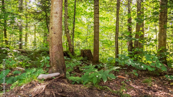 Obraz Sunny day over a temperate forest from the Province of Quebec, Canada.