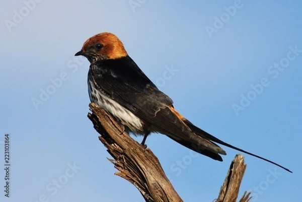Obraz Greater striped swallow