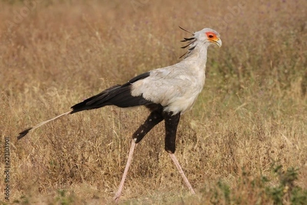 Obraz Secretary bird