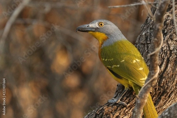 Obraz Gray headed bush shrike