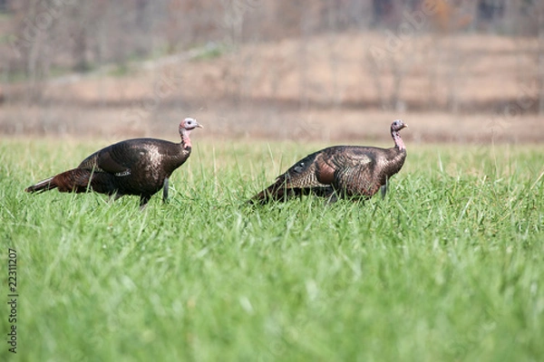 Fototapeta Two wild turkeys