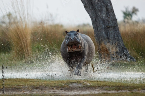 Obraz Agresywny Hippo Mężczyzna atakujący samochód. Ogromny mężczyzna hipopotamowy zastraszający przeciwnika. Dzikie zwierzę w siedlisku przyrody. Afrykańska przyroda. To jest Afryka. Hippopotamus amphibius.