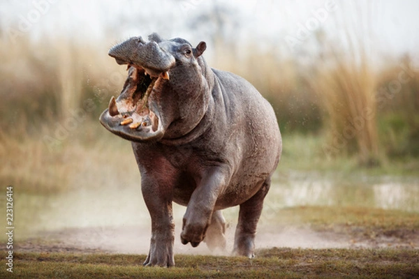 Obraz Agresywny Hippo Mężczyzna atakujący samochód. Ogromny mężczyzna hipopotamowy zastraszający przeciwnika. Dzikie zwierzę w siedlisku przyrody. Afrykańska przyroda. To jest Afryka. Hippopotamus amphibius.