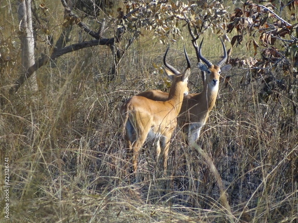 Obraz Cameroonian antelope