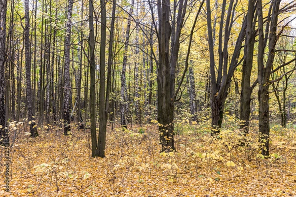 Fototapeta nature in autumn. park trees with yellow leaves and fallen dry foliage on the ground