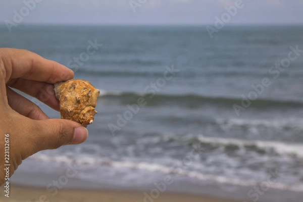 Fototapeta sea ​​shell on the beach