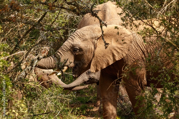 Obraz Elephants standing together eating branches