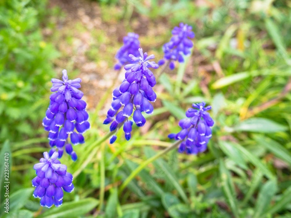 Fototapeta ムスカリ