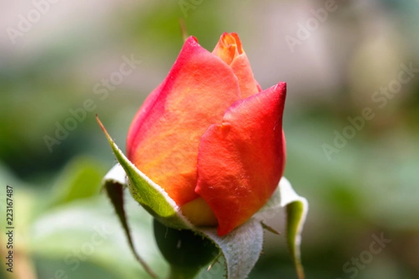 Fototapeta バラの蕾