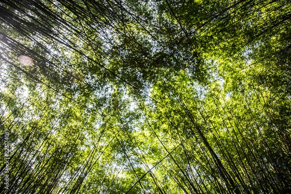 Fototapeta Front view of a green bamboo in the park, a calm, pacific and quiet atmosphere. Also, a zen energy from the wild garden.