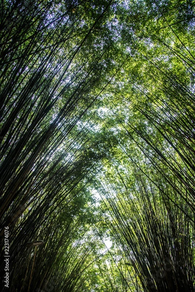 Fototapeta Front view of a green bamboo in the park, a calm, pacific and quiet atmosphere. Also, a zen energy from the wild garden.
