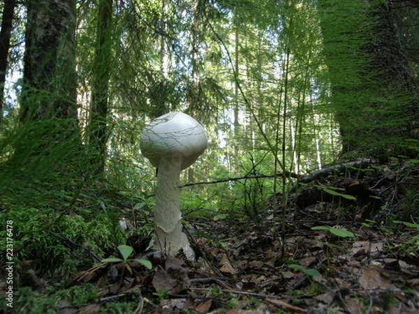 Obraz mushroom in forest
