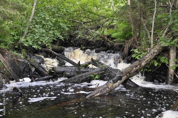 Obraz stream in the forest