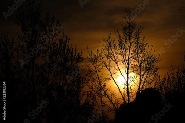 Fototapeta 夕日　木　シルエット　逆光