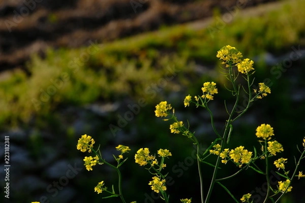Fototapeta 夕暮れ　菜の花