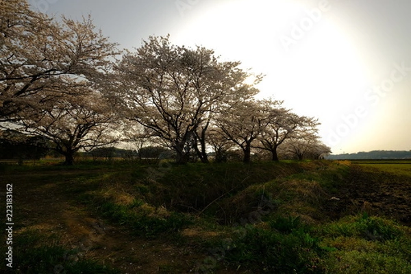Fototapeta 逆光　桜並木
