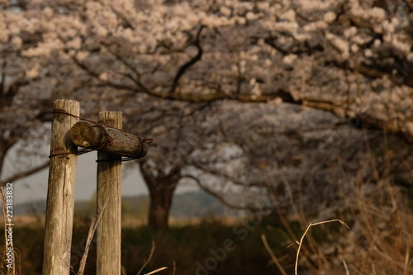 Fototapeta 支柱　木