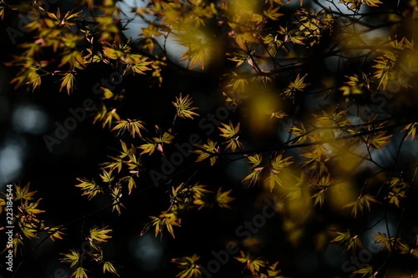 Fototapeta 紅葉　新芽