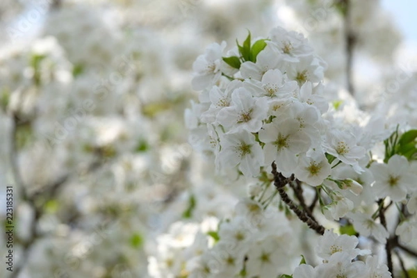 Fototapeta 大島桜　満開