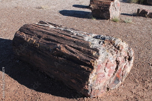 Obraz 化石の森国立公園