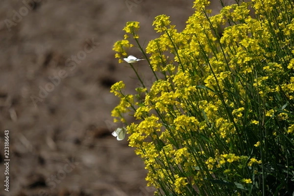 Fototapeta 菜の花　モンシロチョウ