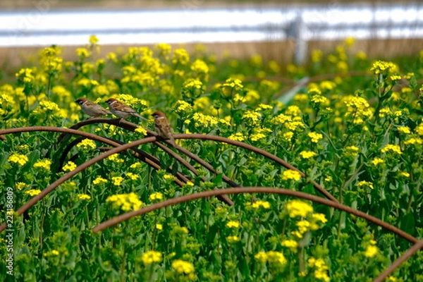 Fototapeta すずめ　花畑