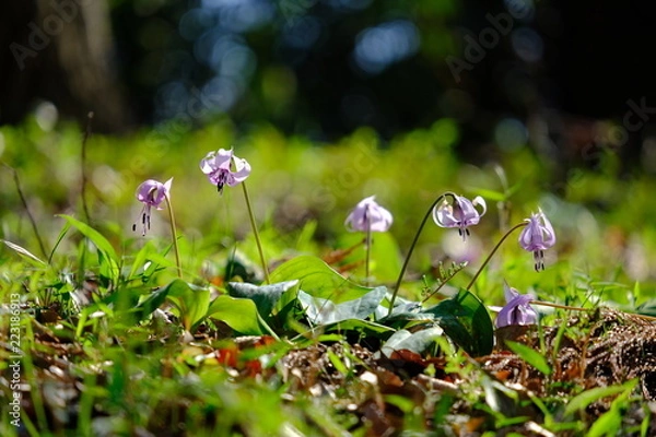 Fototapeta カタクリ　花　日なた