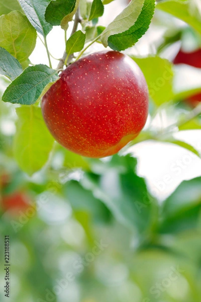 Fototapeta Ripe apple with green foliage of apple trees in the background.