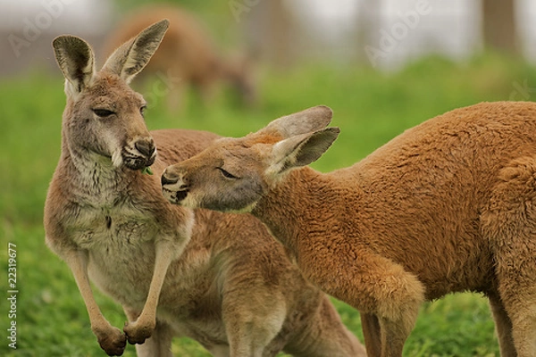 Obraz Two kangaroos sharing a clover together.