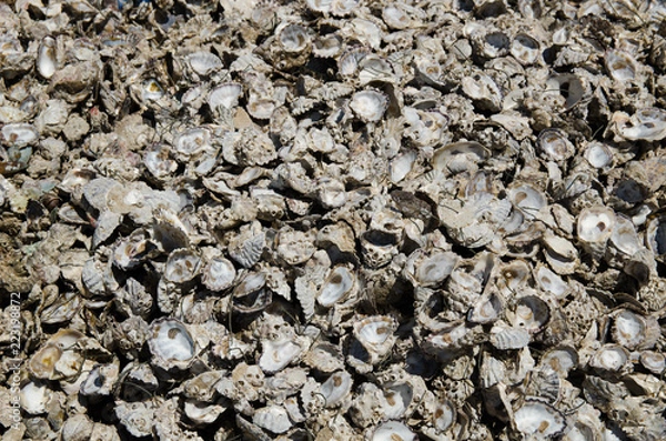 Obraz Oyster shell