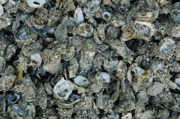 Obraz Oyster shell