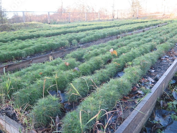 Fototapeta small spruce 