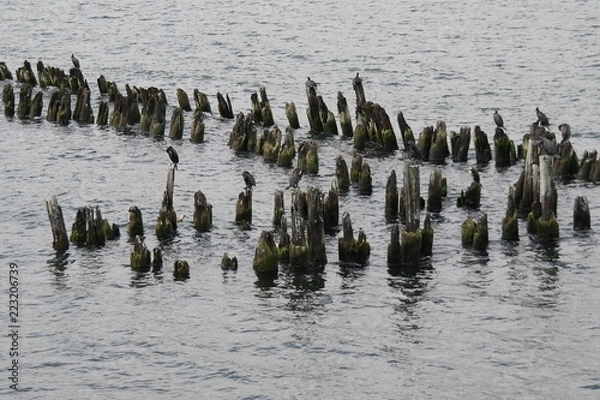 Fototapeta some seagulls on the beach or a wavebreaker at usedom in the baltic sea
