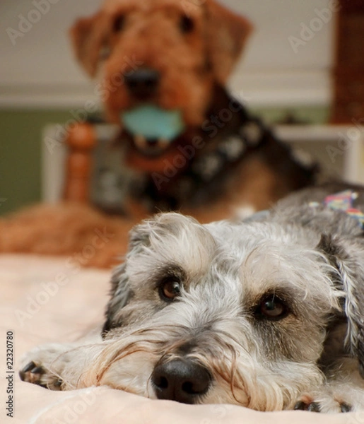 Obraz Defeated dog lays head flat on bed