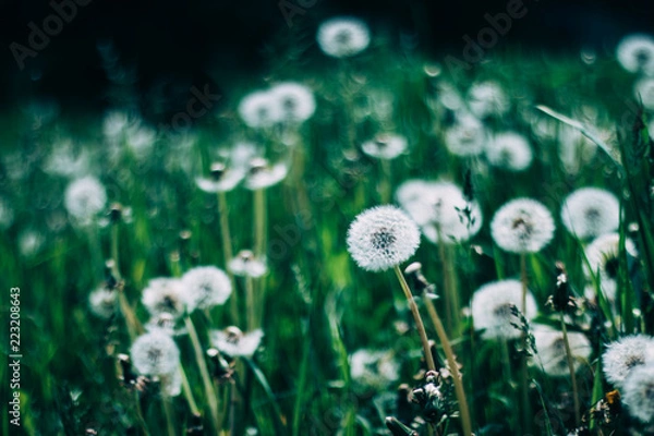 Fototapeta dandelion