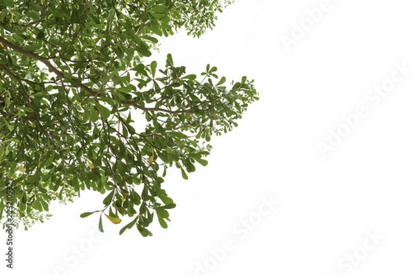 Obraz green leaf isolated on white background