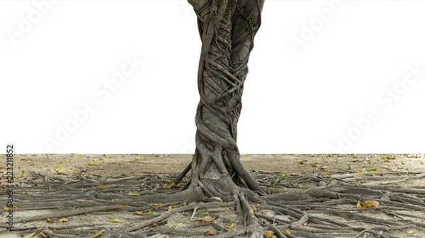 Obraz roots of old tree on white