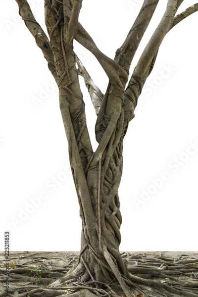 Fototapeta roots of old tree