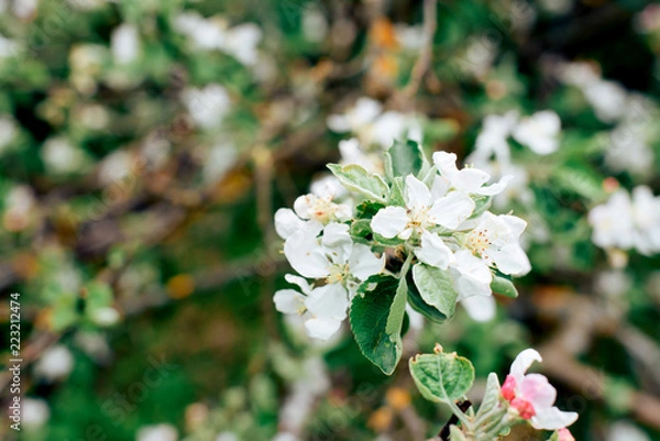 Obraz white blossoms of apple tree close-up green spring weather