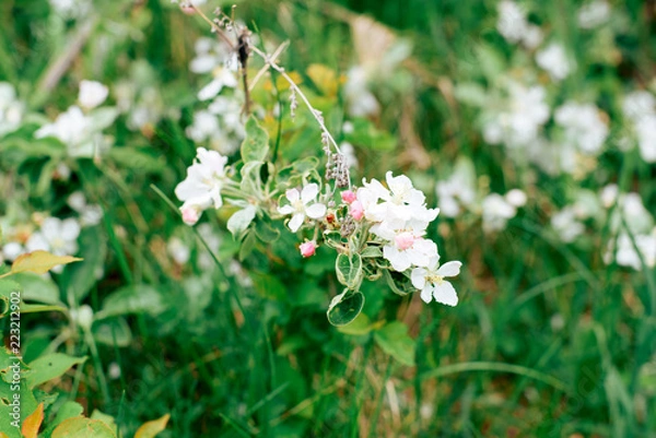 Obraz white blossoms of apple tree close-up green spring weather