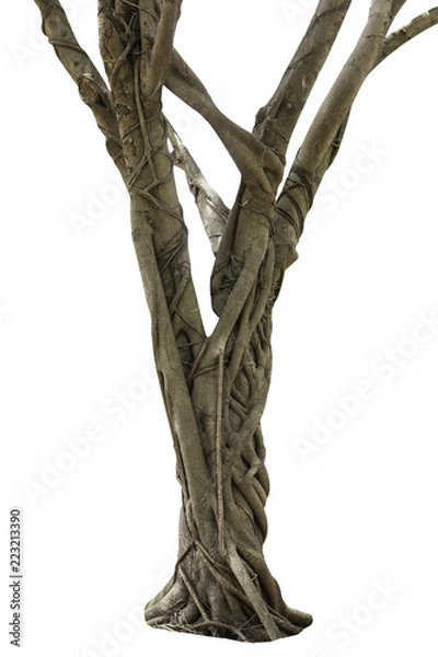 Obraz tree bark texture isolated on white background.