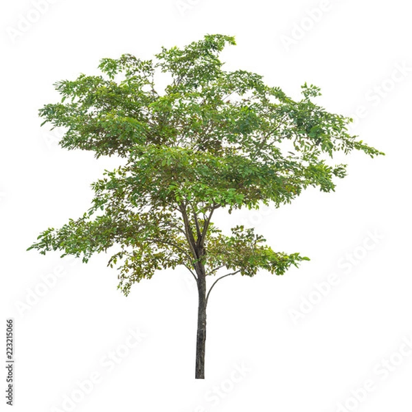 Obraz Isolated tree on white background