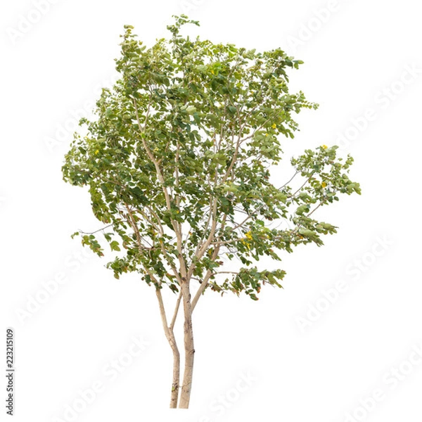 Obraz Isolated tree on white background
