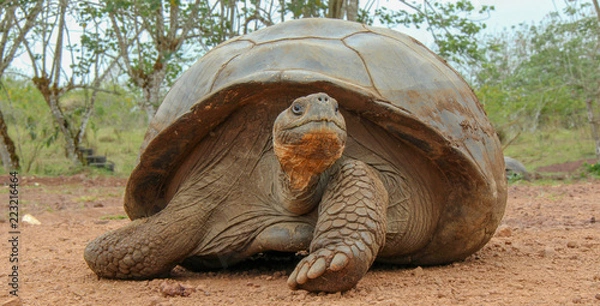 Obraz giant galapagos tortoise