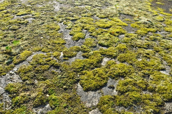 Obraz moss on stone