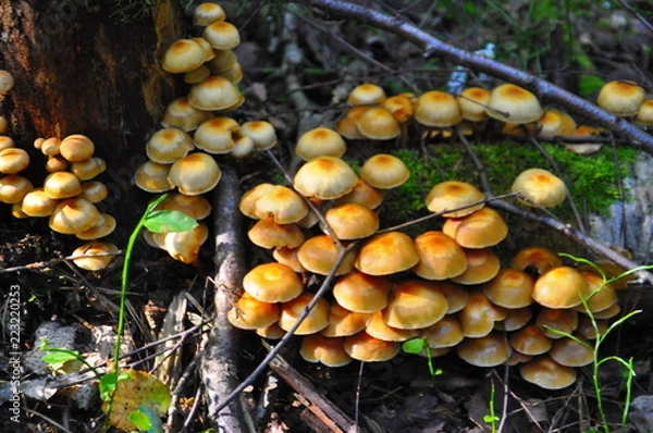 Obraz mushrooms in forest