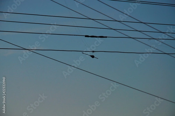 Obraz birds on a wire